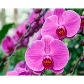 Digital Flowers DIY Oil Painting For Adult Painting