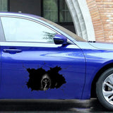 Car body sticker