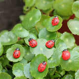 New Wooden Craft Beetle Ornaments